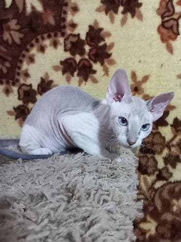 Мышыктар: 🐾🐈‍⬛ Голубоглазые донские сфинксы, 3-х месячные мальчик и девочка — 7