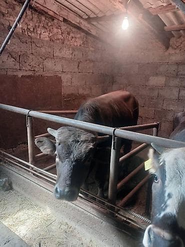 продаю страусов: Продаю | Бык (самец) | На откорм | Племенные — 2