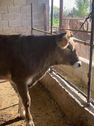 зоомагазин бишкек птицы: Продаю | Корова (самка) | Алатауская | На откорм | Привязанные — 1