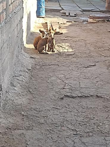 хаски кучук: АмстаффЩенки небольшого размера (примерно 30–40 см в холке во взрослом — 2