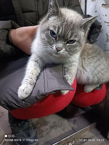 кошки милые: Кошка с яркими голубыми глазами и светло-серебристым окрасом с — 2