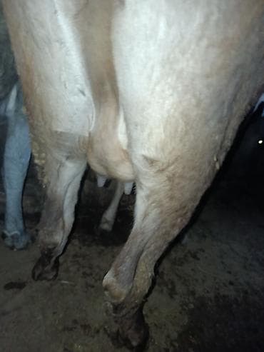 сасновка уй: Продаю | Корова (самка) | Для молока — 8