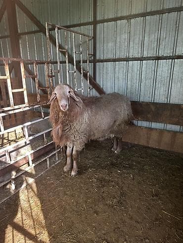 Аквариумдар: Сатам | Ургаачы кой (ургаачы) | Көбөйтүү үчүн — 3