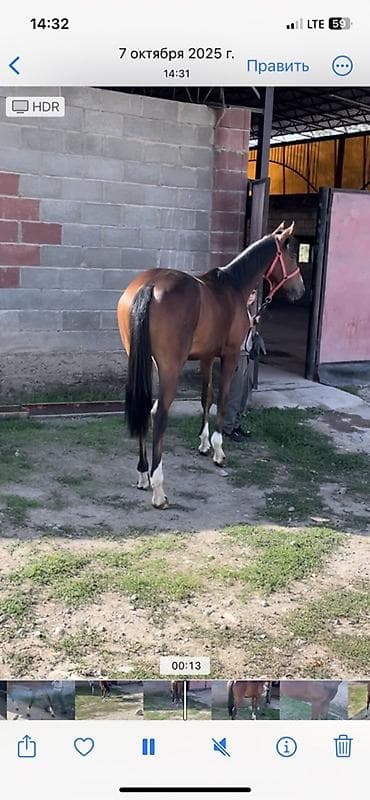 скот обмен на авто: Продаю | Жеребец | Английская | Конный спорт — 2