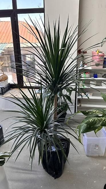Драцена маргината (Dracaena marginata), крупное комнатное растение с — 1