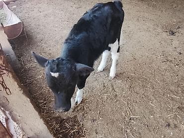 лошадь белый: Продаю | Тёлка | На откорм | Искусственник — 2