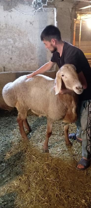 шиншила кошка: Продаю | Овца (самка) | Романовская | Для разведения | Ярка — 4