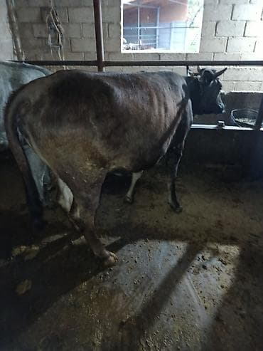 сасновка уй: Продаю | Корова (самка) | Для молока — 5