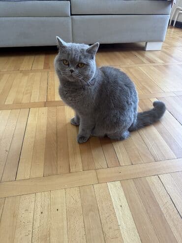 Скотиш Страйт (Шотландская прямоухая), 1 год, Девочка, Лиловый, Приучена к лотку, Проглистована, С документами