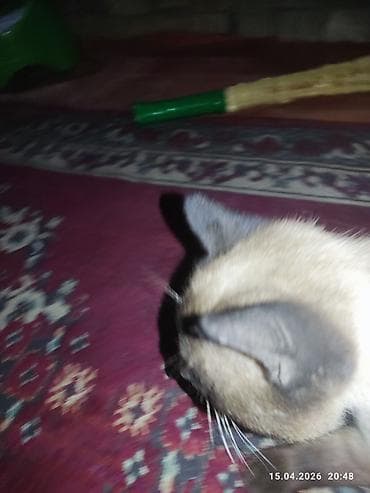 бенгальские кошки бишкек: Девочка, Приучена к лотку — 3