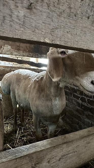 Продаю | Овца (самка) | Для разведения