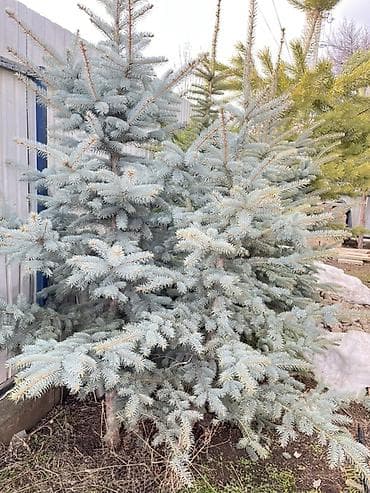 продать яблоки оптом: Ель голубая (Picea pungens, Blue Spruce) для озеленения участков. - — 4