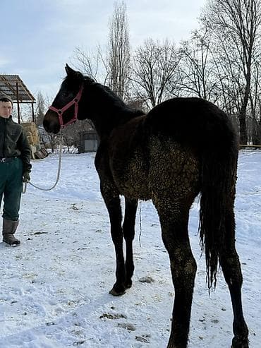 Продаю | Жеребенок | Конный спорт | Племенные