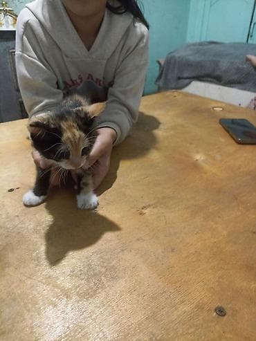 бенгальские кошка: Котёнок трёхцветный (черепаховый) с белыми «носочками» — 4