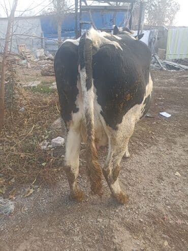 куплю домашнее животное: Продаю | Корова (самка) | Голштин | Для разведения | Привязанные — 2