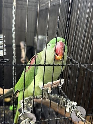сколько стоят попугаи: Попугай Александрийский (зелёный, крупный) в комплекте с клеткой и — 4