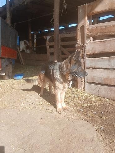 Немецкая овчарка, 5 лет, Самка, С прививкой