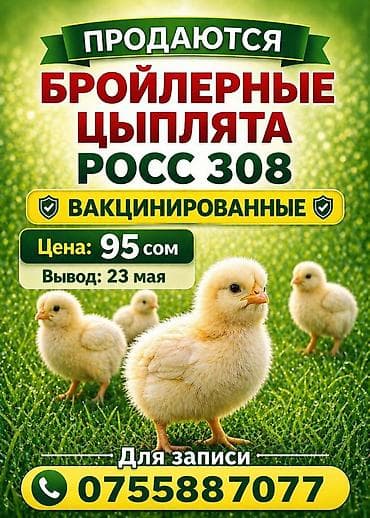 Продаю цыплят бройлер
Вывод 23-го мая
Количество ограничено!