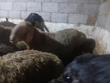 Товары и оборудование для с/х животных: Продаю | Овца (самка) | Для разведения — 4