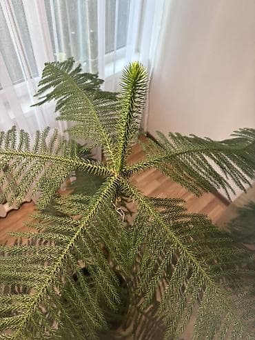 араукария купить: Араукария разнолистная (Norfolk Island Pine), крупное комнатное — 2