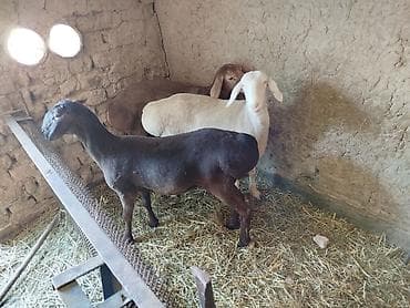 Үй жаныбарлары: Сатам | Ургаачы кой (ургаачы) | Союуга — 4