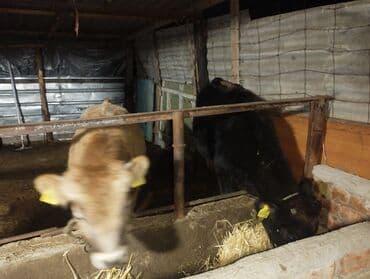 продажа кормов для сельскохозяйственных животных: Продаю | Бык (самец) | На откорм | Привязанные — 3