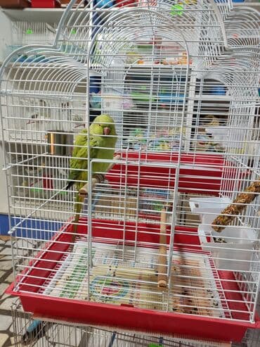 в связи с переездом отдам попугая жако в добрые руки: Годовалые попугаи. К неволе ожереловые попугаи приспосабливаются очень — 4