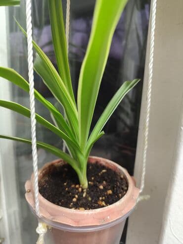саженцы банана: Цветы от 100 сом, комнатные адаптированые. Алоэ Вера, Алоэ столетник — 12