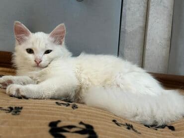 вислоухая кошка сколько стоит: Ангорская, 5 месяцев, Девочка, Белый, Приучена к лотку — 3