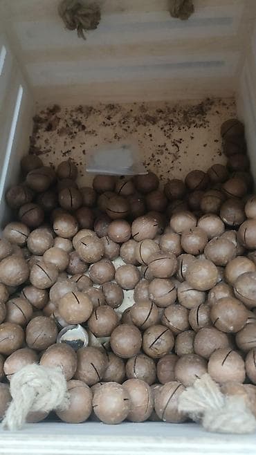 очищенные орехи: Орехи пекан в скорлупе - Натуральный продукт: 100% natural (указано — 5