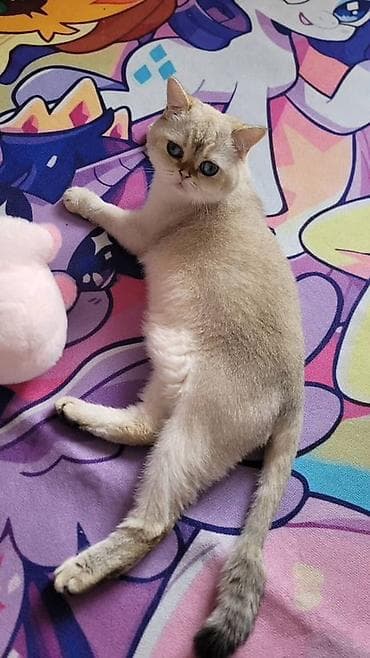 Отдам даром кошку: Пристраиваются 2 кошки в хорошие руки с дальнейшим отслеживаением — 3