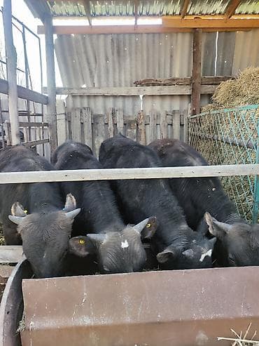 Продаю | Тёлка | На откорм