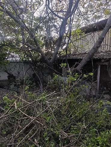 котенок отдам даром: Продаю дрова длядома и печки. много. отдам за 10 000с или Портер — 3