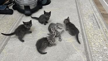 породистая: Продаются котята 🐱🤍Ош Возраст — 2 месяца. Метисы британца. Есть серые — 6