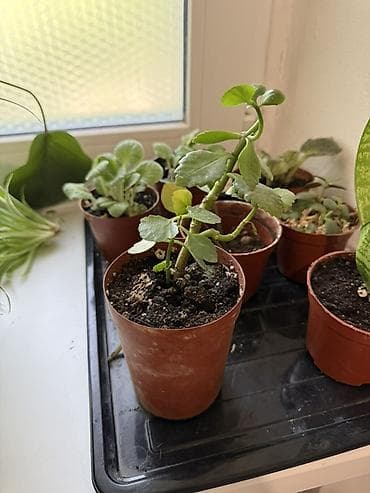 хлорофитума: Хлорофитум (Chlorophytum comosum) в горшке. - Сорта с зелёными — 6