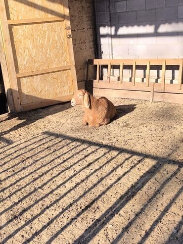 арашан койлор сатылат: Сатам | Ургаачы кой (ургаачы), Козу | Арашан | Көбөйтүү үчүн | Асыл тукумдуу, Токту — 4