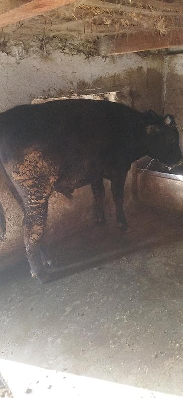 Башка жаныбарлар: Сатам | Бука (эркек) | Голштин | Бордоп семиртүү үчүн | Асыл тукумдуу — 10