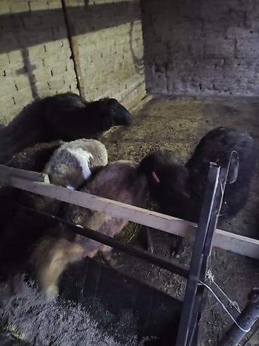 Услуги ветеринара: Продаю | Овца (самка) | Полукровка | Для разведения — 3