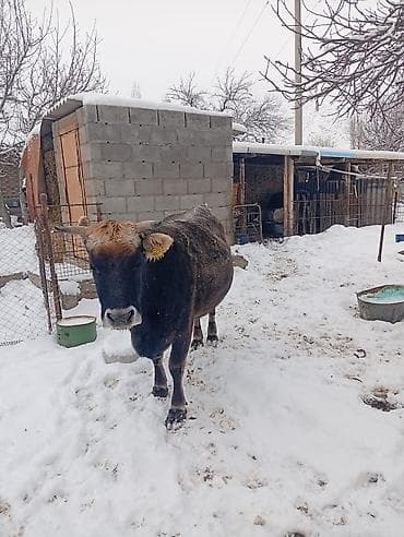 Другие животные: Продаю | Корова (самка) | Для молока — 2