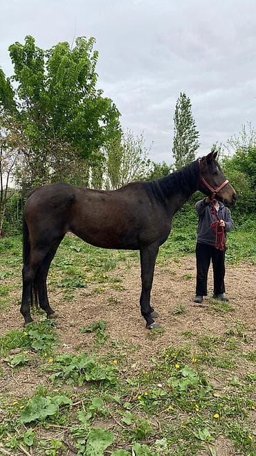 коой: Продаю | Кобыла (самка) | Английская | Рабочий — 6