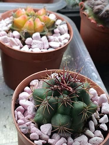 цветы кактус: В продаже радужные Гимнокалициумы (Gymnocalycium) с яркой жёлтой — 5