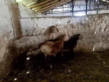 купить собаку таксу: Продаю | Овца (самка) | Для разведения | Матка — 1