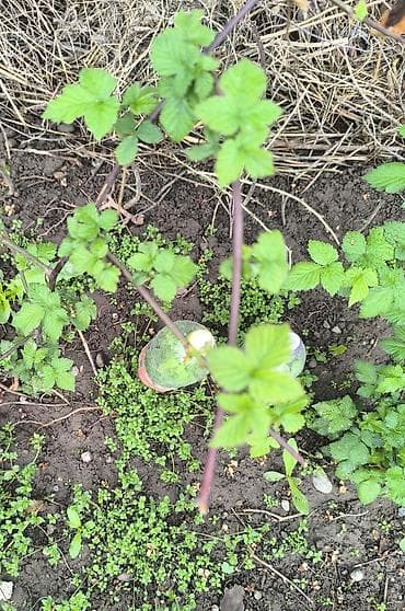 куплю ягоды: Ежевика саженец крупноплодная, без шипов саженцы 2-х летка . Цена — 6