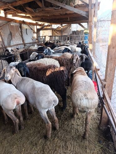 Собаки: Продаю | Овца (самка) | Для разведения | Матка — 1