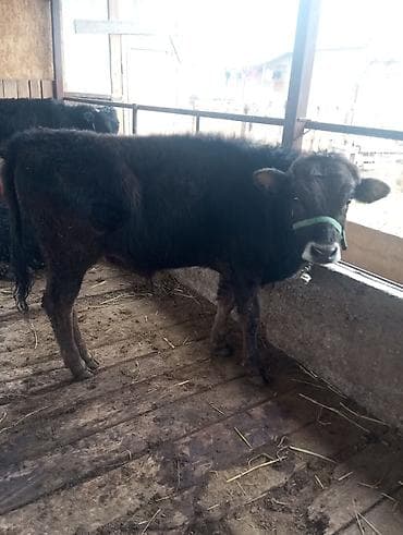 швиц бычки: Продаю | Бык (самец) | На откорм | Привязанные — 4