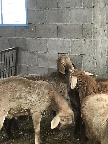 киссар кой: Продаю | Овца (самка) | Гиссарская, Арашан | Для разведения | Осеменитель, Ярка — 3