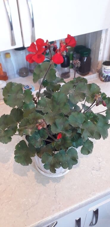 лимон цена за кг бишкек: Саженцы лимонов 2т.с.,5т.с — 7