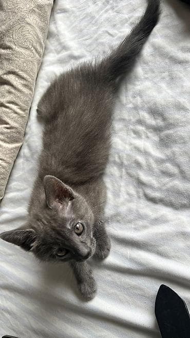 Үй жаныбарлары: Орус көгүлтүр, 2 айлык, Ургаачы, Боз, Аргын — 8