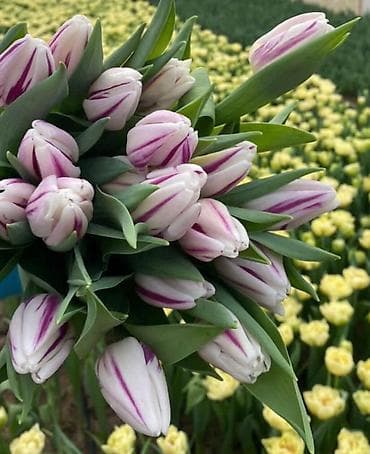 коробка оптом: Открываем бронирование 2026 г.Тюльпаны оптом самые яркие,сочные цвета — 7