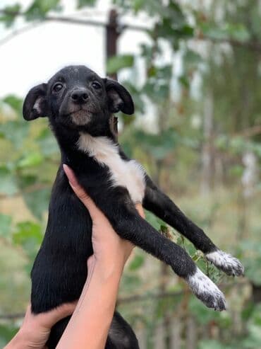 продажа собак бишкек: Отдадим щенков в заботливые руки. Прививки поставлены, от паразитов — 4
